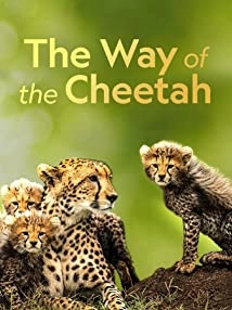 Big Cat Week - The Way of the Cheetah (2022)
